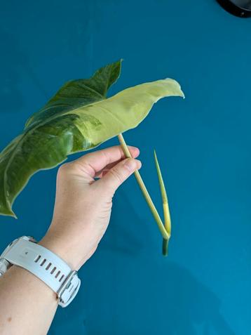 Philodendron Burle Marx Variegata stekken / wetsticks beschikbaar voor biedingen