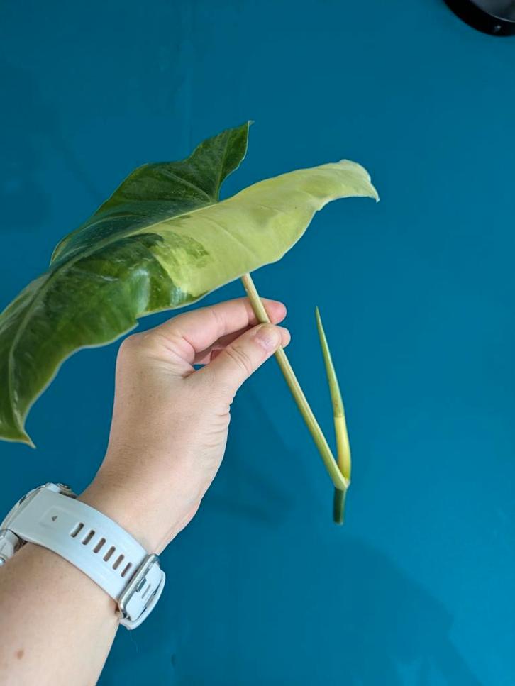 Philodendron Burle Marx Variegata stekken / wetsticks, Huis en Inrichting, Kamerplanten, Minder dan 100 cm, Halfschaduw, Ophalen of Verzenden