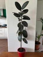 Ficus Elastica Abidjan - Rubberplant, Huis en Inrichting, Kamerplanten, Ophalen, Ficus, Halfschaduw, In pot