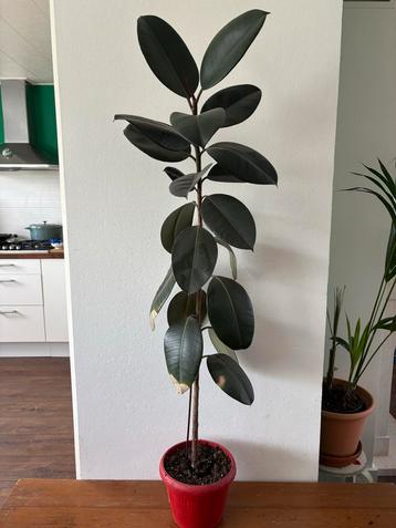 Ficus Elastica Abidjan - Rubberplant beschikbaar voor biedingen