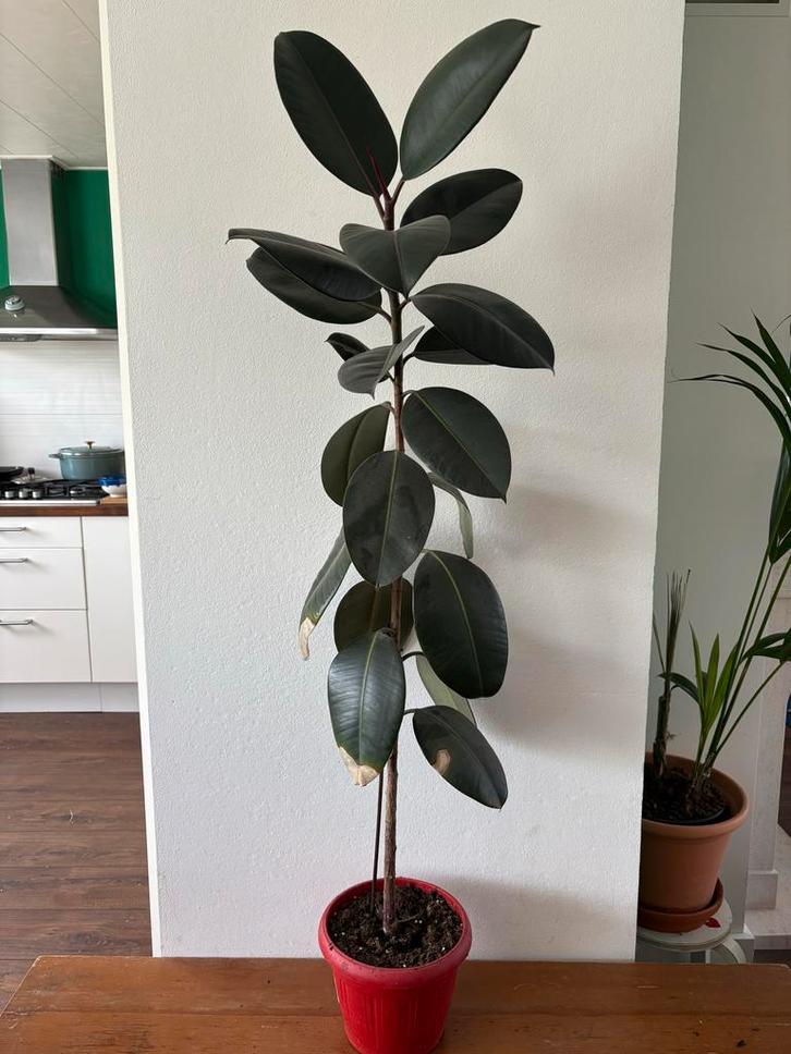 Ficus Elastica Abidjan - Rubberplant, Huis en Inrichting, Kamerplanten, Ficus, Minder dan 100 cm, Groene kamerplant, Halfschaduw