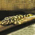 75000 vissen, malawi, discus, zalmen, tetra`s, gourami, cory, Dieren en Toebehoren, Vis