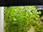 Limnobium laevigatum, Amazonekikkerbeet, drijfplanten, Dieren en Toebehoren, Vissen | Aquaria en Toebehoren, Nieuw, Plant(en), Steen of Hout