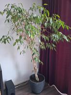 Ficus Microcarpa Moclame gevlochten stam 180cm + pot, Bloeit niet, 100 tot 250 cm, Olijfboom, Ophalen