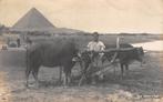 Egypte Caïro Pyramide Boer met ossen en landbouw werktuig, Ophalen of Verzenden, Voor 1920, Ongelopen, Buiten Europa