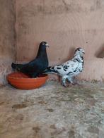 Kleurpostduiven, Dieren en Toebehoren, Vogels | Overige Vogels, Meerdere dieren