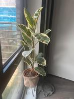 Ficus Tineke pinkish green – 110cm, Ophalen of Verzenden, Ficus