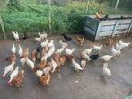 Legkippen te koop, Dieren en Toebehoren, Pluimvee, Vrouwelijk, Kip