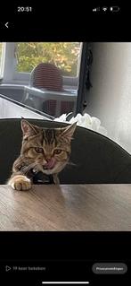 Lieve Brits Korthaar Poes 1.5Jaar, Dieren en Toebehoren, Katten en Kittens | Raskatten | Korthaar, Poes, Gechipt, 0 tot 2 jaar