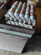 Eieren, Geslacht onbekend, Kip