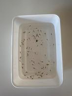 GRATIS op te halen baby guppy’s, Dieren en Toebehoren, Vissen | Aquariumvissen, Vis