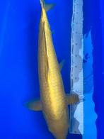 Kigoi 65cm, Dieren en Toebehoren, Karper of Koi