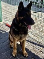 ACE: Elias is loyaal, volgzaam en open van karakter, Dieren en Toebehoren, Particulier, Rabiës (hondsdolheid), Reu, Buitenland