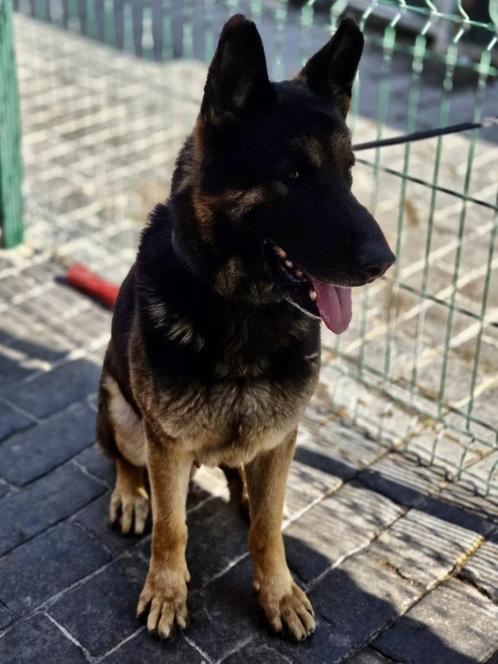 ACE: Elias is loyaal, volgzaam en open van karakter, Dieren en Toebehoren, Honden | Herdershonden en Veedrijvers, Reu, Herder