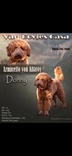 Middenslag poedel pups (raszuiver) abrikoos, Dieren en Toebehoren, Poedel, 8 tot 15 weken, Meerdere, Meerdere dieren