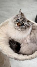 Britse langhaar te koop, Dieren en Toebehoren, Katten en Kittens | Raskatten | Langhaar, Kater, Gechipt, 3 tot 5 jaar