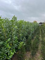 Prunus laurocerasus ‘Novita’  sterke groenblijvende laurier, Bloeit niet, Halfschaduw, 100 tot 250 cm, Overige soorten