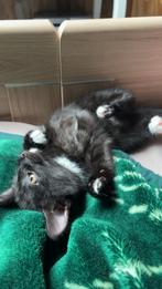 Kitten 13 weken, Dieren en Toebehoren, Poes, 0 tot 2 jaar