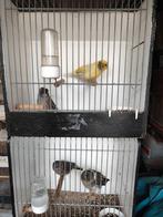 Diverse koppels glosters, Dieren en Toebehoren, Meerdere dieren, Postuurkanarie