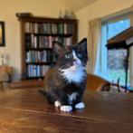 Lieve kittens Siberische Boskat, Dieren en Toebehoren, Katten en Kittens | Raskatten | Langhaar, Meerdere dieren, Ontwormd, 0 tot 2 jaar