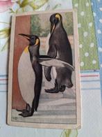 Verkade plaatje Konings-pinguïns, Ophalen of Verzenden, 1920 tot 1940, Ongelopen
