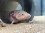 Copper axolotl, Amfibie, 0 tot 2 jaar
