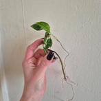 Epipremnun pinnatum albo variegata, Ophalen of Verzenden, Halfschaduw, Minder dan 100 cm