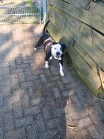 Stafford mix. 3 jaar ,gesteriliseerde teef. Zoekt huis., Dieren en Toebehoren, Honden | Niet-rashonden, Particulier, Buitenland