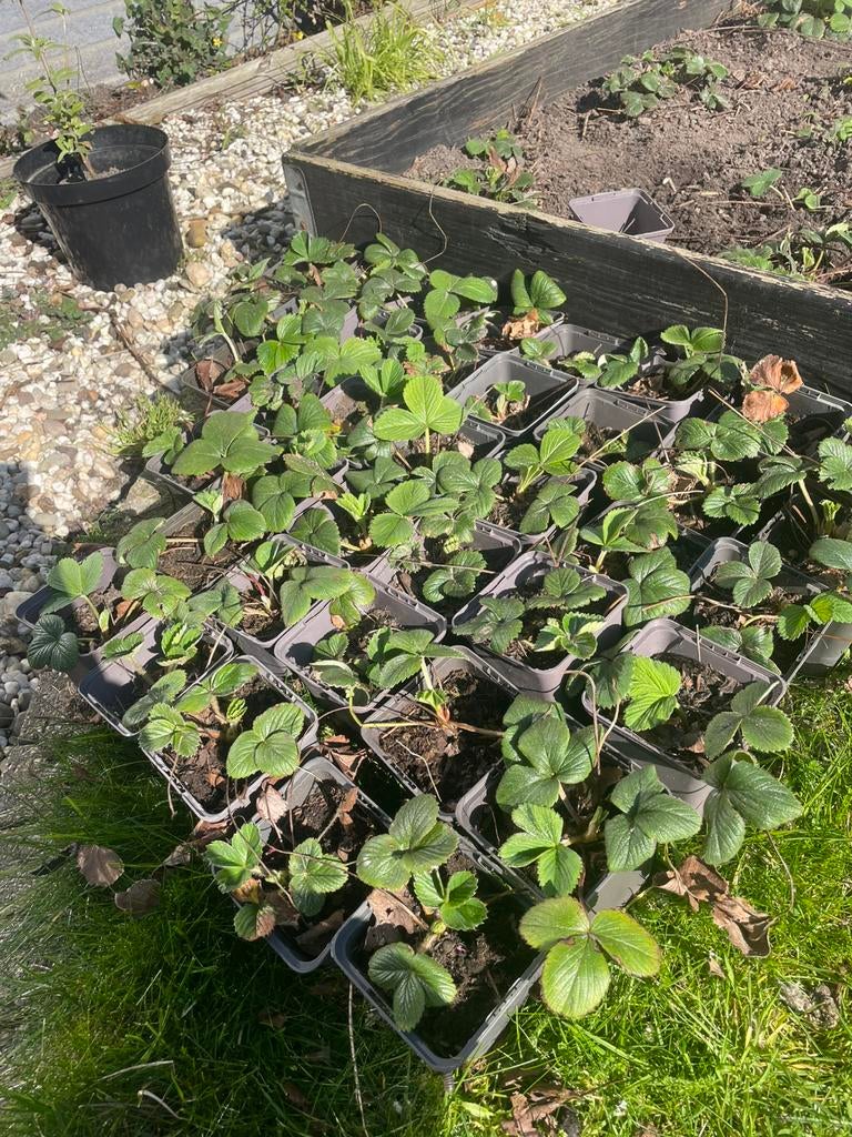 Aardbeien plantjes, Tuin en Terras, Ophalen, Overige soorten, Minder dan 100 cm