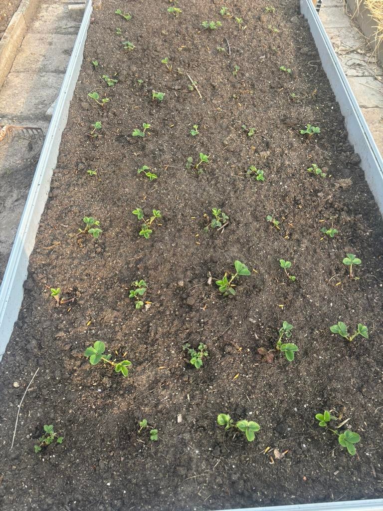 Aardbeien stekjes 10st 7,50, Ophalen of Verzenden, Minder dan 100 cm, Overige soorten, Zomer