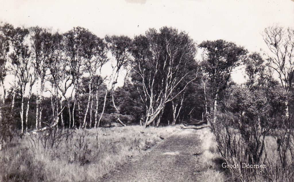 08610 Overveen - de Kennemer Duinen, Verzenden, 1960 tot 1980, Ongelopen, Noord-Holland