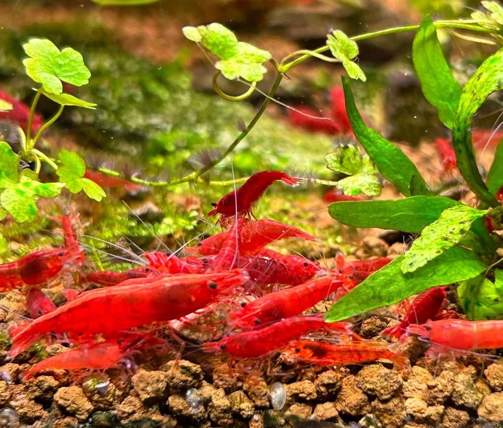 50x Bloody Mary High grade Neocaridina Davidi, Kreeft, Krab of Garnaal