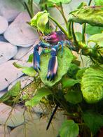 Cherax kreeften kwekers gezocht, Vis