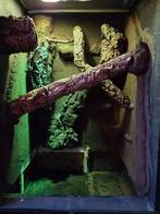 Betonplex Terrarium 70x120x60 (b x h x d) cm, Ophalen, Gebruikt, Terrarium of Paludarium