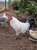 Groninger meeuw zilverpel haan, Dieren en Toebehoren, Mannelijk, Kip