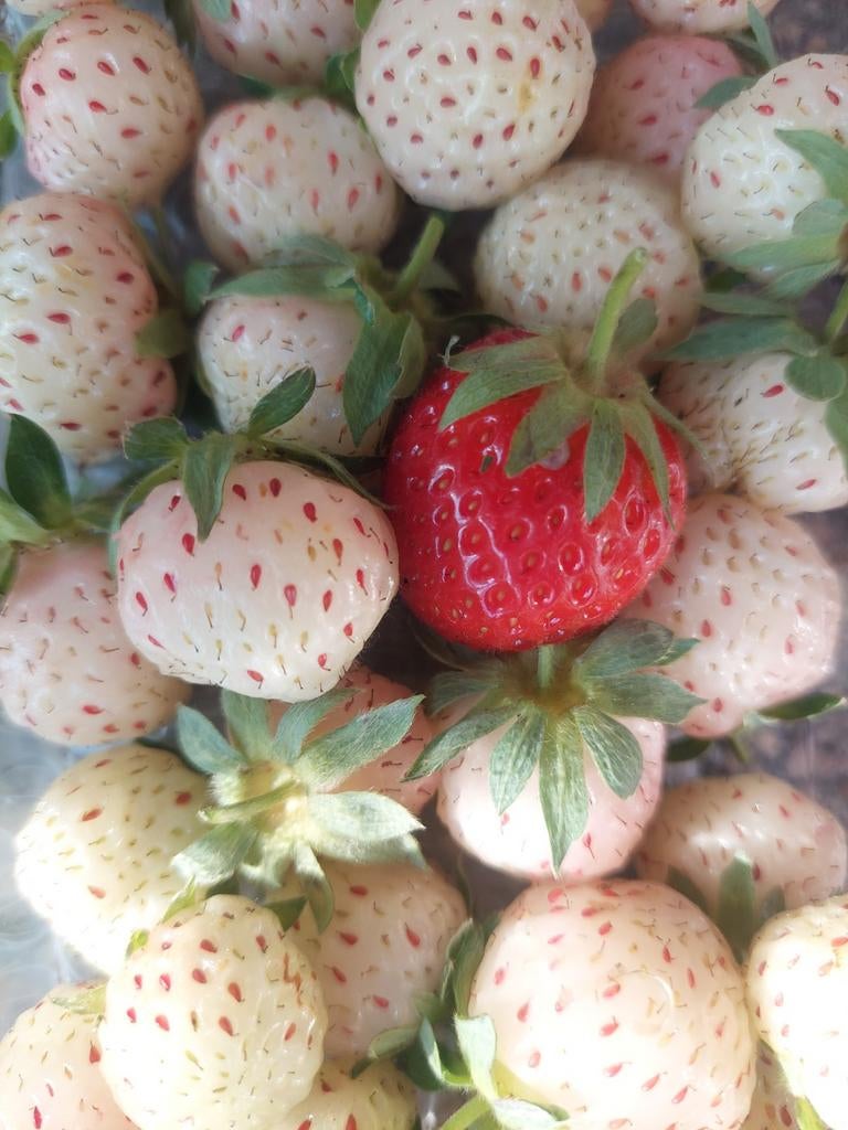 Aardbeien stekjes, witte ananasaardbei, Ophalen, Volle zon
