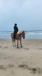 Bijrijpaard gezocht, bijrijdster aangeboden!, Ophalen, Nieuw, Recreatie