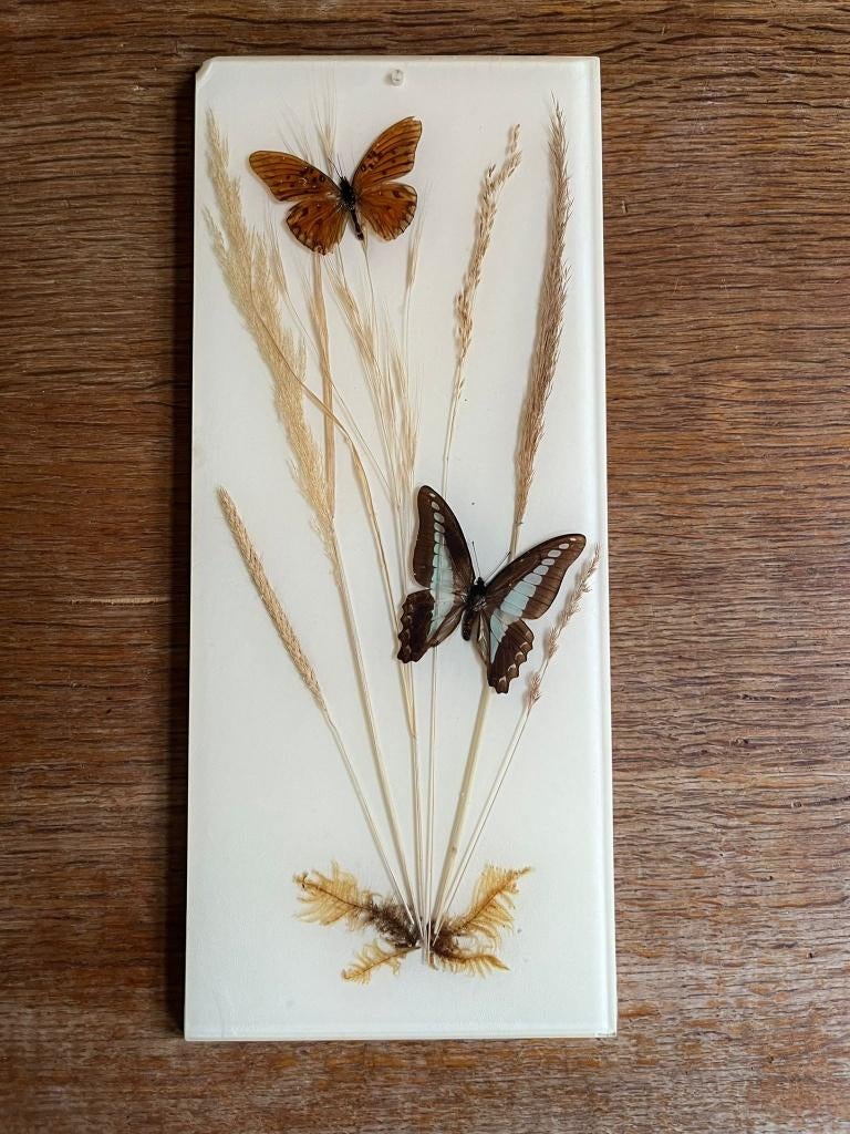 Versiersel met opgezette vlinders, gras en mos in epoxy, Verzamelen, Dierenverzamelingen, Ophalen of Verzenden, Gebruikt, Insect