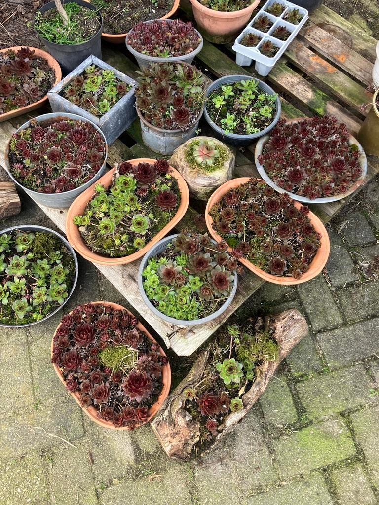 Schalen met vetplanten, Tuin en Terras, Volle zon, Vaste plant, Bloeit niet, Ophalen