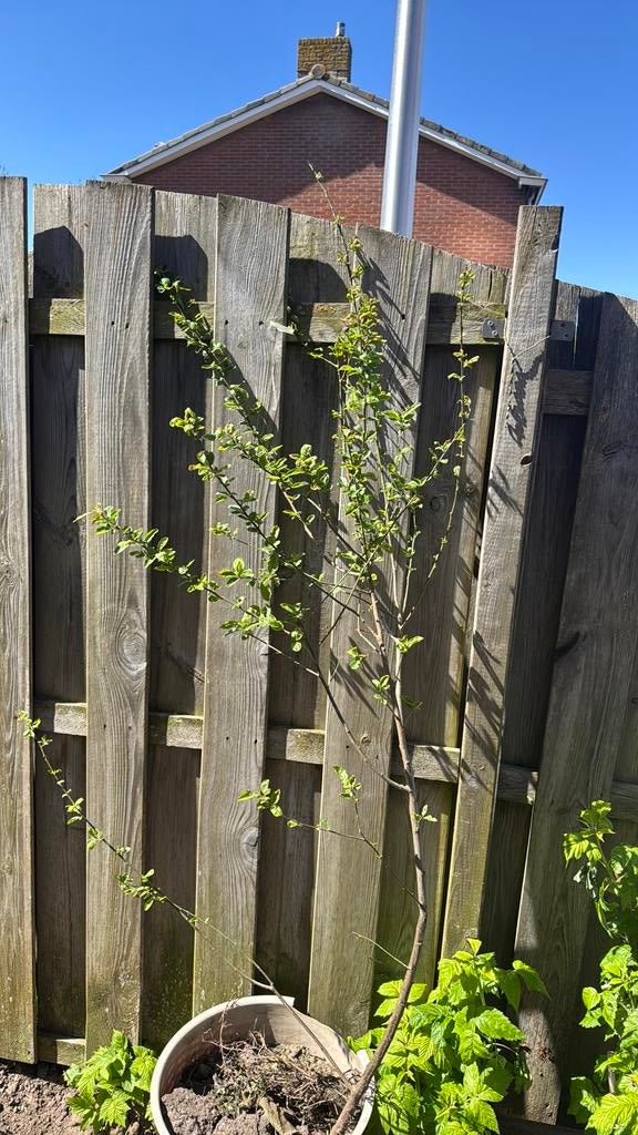 Pruimen boom, Ophalen, Volle zon, Overige soorten