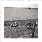Foto ca. 1935 - Boer met Koeien - Koe Veeteelt, Gebruikt, Foto, Ophalen of Verzenden, Voor 1940