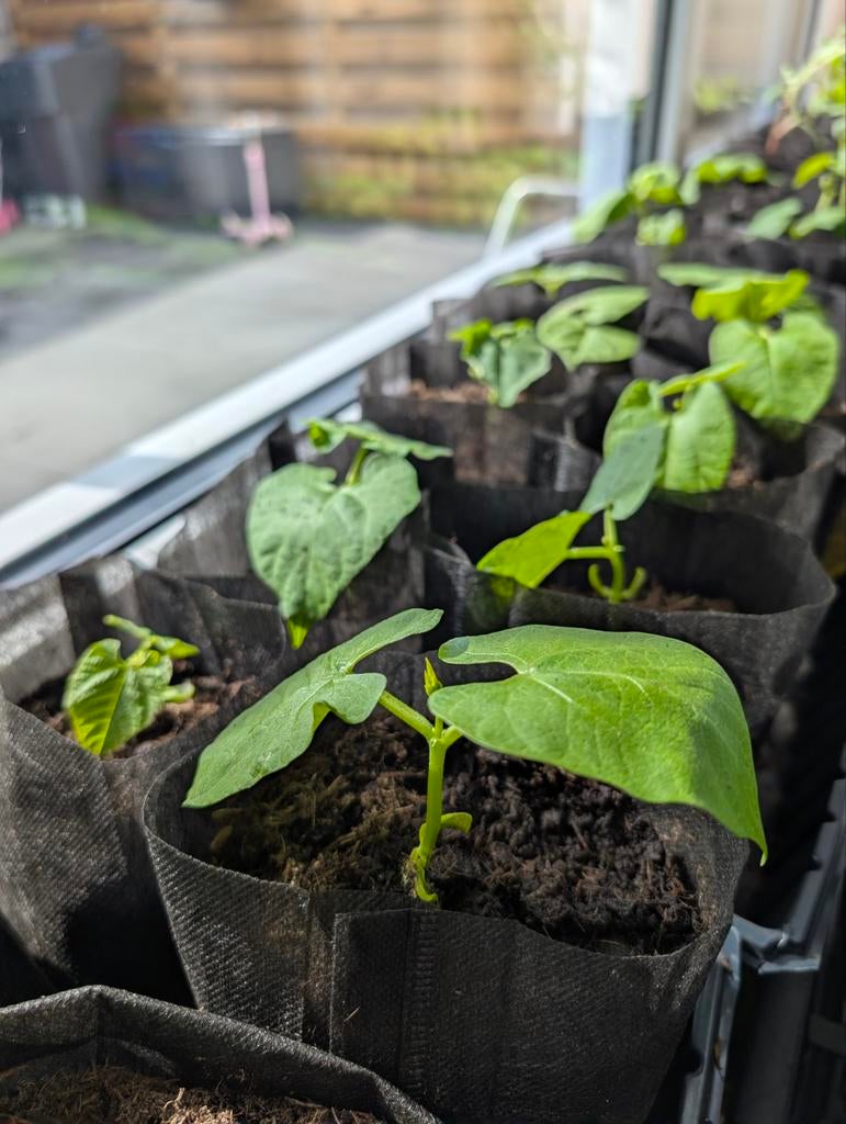 Stamslaboonplantjes / sperziebonen, Ophalen, Overige soorten, Volle zon