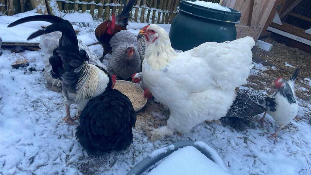 Gratis 2 hanen, Dieren en Toebehoren, Pluimvee, Mannelijk, Kip