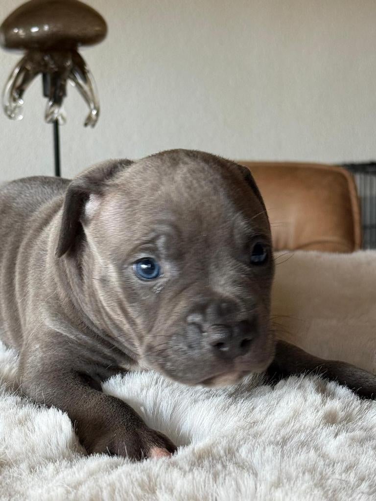 Bully pocket x Amerikaanse Stafford pups, Parvo, 8 tot 15 weken, Meerdere, Meerdere dieren