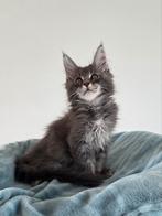Prachtige maine coon kittens te koop, Dieren en Toebehoren, Katten en Kittens | Raskatten | Langhaar, Meerdere dieren, Ontwormd