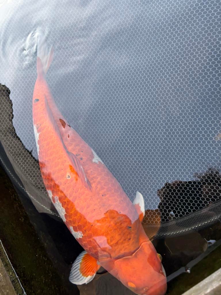 Koi 60-70 cm, Dieren en Toebehoren, Vissen | Vijvervissen, Karper of Koi