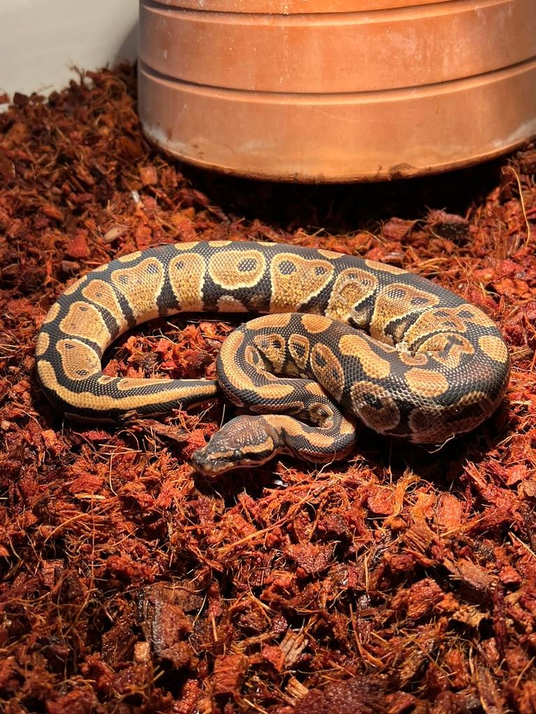 koningspython met terrarium en toebehoren, Dieren en Toebehoren, Reptielen en Amfibieën, Slang, 0 tot 2 jaar, Met terrarium