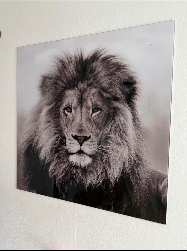 Foto op glas. Leeuw, Ophalen, Gebruikt, Overige typen, 75 tot 100 cm