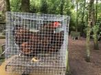 Wyandotte kloek met kuikens, Dieren en Toebehoren, Pluimvee