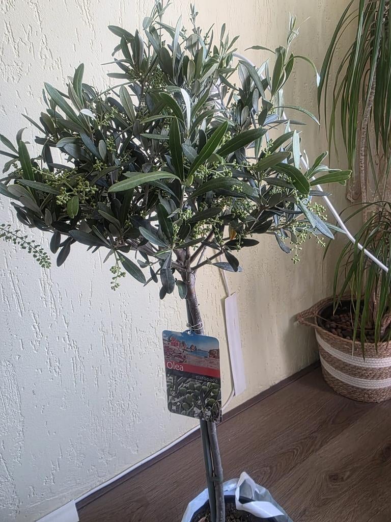 Prachtige Olijfboom (Olea europaea) - Mediterrane sfeer, Lente, 100 tot 250 cm, Olijfboom, Ophalen